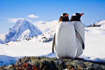 Cruise-Expeditie-naar-Antarctica-Zuidpool6