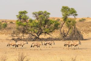 Goedkope-safari-Afrika11