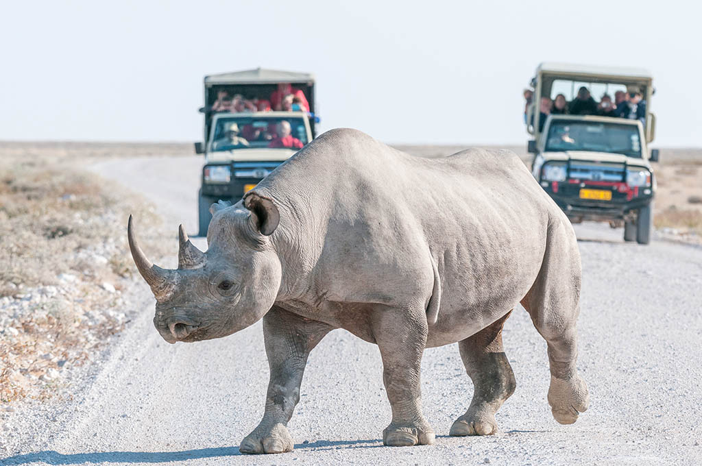 over Secretaris ik betwijfel het Goedkope safari in het Krugerpark in Zuid-Afrika | TravelersMagazine.nl