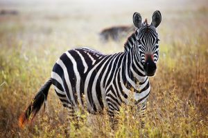 Goedkope-safari-Afrika3