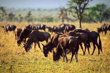 Goedkope-safari-Afrika4
