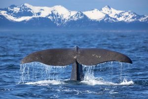 Beste-bestemmingen-om-walvissen-te-zien-1
